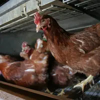 poules en cage