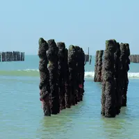 Moules de bouchot