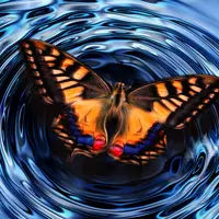 Papillon