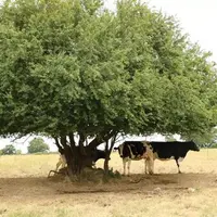 vache canicule