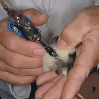 La vaccination contre la grippe aviaire