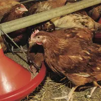 poulets en élevage