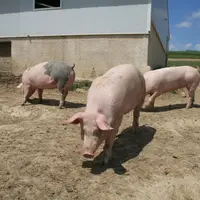 Un porc fermiers label rouge engraissé en plein air