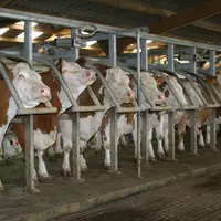 traite vache simmental