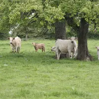 vache dans un pré sous un arbre