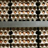 oeufs emballés