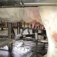 traite vache