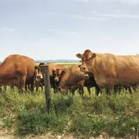 vaches allaitantes