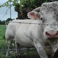 broutard charolais