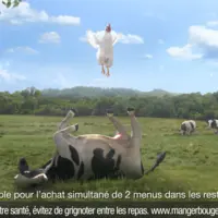 poulet bondissant en plein champ avec des vaches