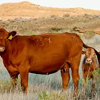 bovins américains sont situés dans une zone de sécheresse