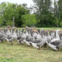 Grippe aviaire