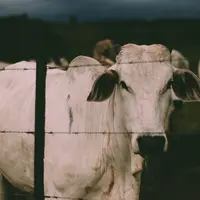 Les exportations brésiliennes de viande bovine devraient progresser de 12 % en 2022