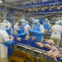 chaîne industrielle, poulet, salariés