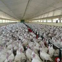grippe aviaire Vendée mise à l'abri des volailles