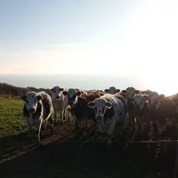 vaches