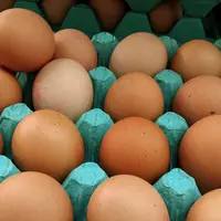 oeuf sur plateau