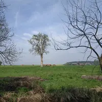 vache dans un champ