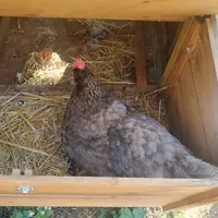 poule dans un poulailler privé