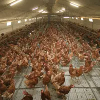 La ventilation est le premier poste de consommation d'électricité d'un élevage de poules pondeuses