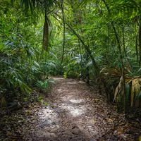 420 millions d'hectares de forêts, soit une superficie supérieure à celle de l'Union européenne, ont été perdus en raison de la déforestation entre 19