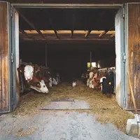 élevage laitier
