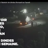 L214 diffuse une vidéo dans laquelle le transport des dindes ne semble pas conforme à la réglementation.