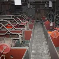 L214 diffuse des images tournées dans un élevage porcin et dénonce le manque d'enrichissements dans l'environnement des animaux