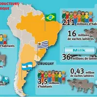 Infographie Les Marchés sur les principaux producteurs de lait en Amérique du Sud