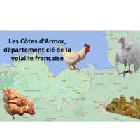 Les Côtes d'Armor sont frappées par un second cas de grippe aviaire