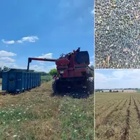 Récolte de légumes secs à Euralis.