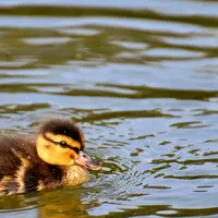 canard
