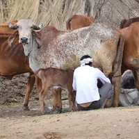 46 % du lait produit en Inde n'est pas collecté