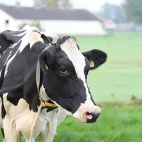 lait vache