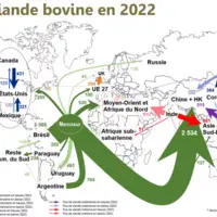 Flux de viande bovine en 2022