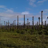 Des alternatives à la plantation d'huile de palmiers à huile pourraient limiter la déforestation