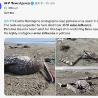 Plus de 10 000 pélicans sont morts de la grippe aviaire au Pérou