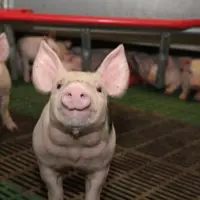 Porc