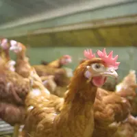 poules pondeuses