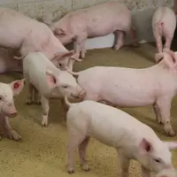 Alimentation des porcs