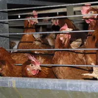 Poule pondeuse