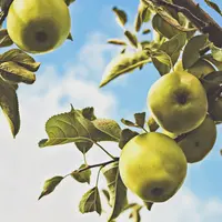 Baisse attendue des productions françaises de pommes et poires