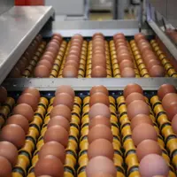 oeufs