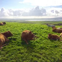 vaches en irlande dans un pré