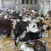 En 6 ans, la France a perdu 837 000 vaches, rapporte l’Idele.