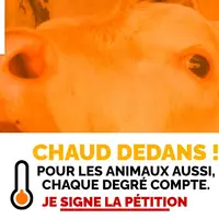 Wellfarm a lancé une pétition pour interdire le transport d'animaux par plus de 30 degrés