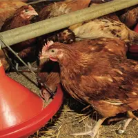 Aviculture. Elevage de poulets. Alimentation. Mangeoire. Distribution de l'aliment.