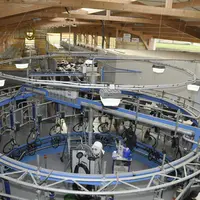 vache salle de traite