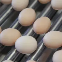 oeufs calibres