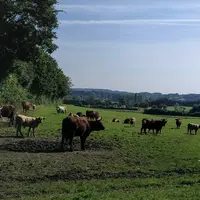 vaches dans un pré